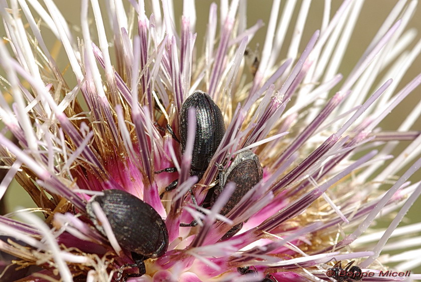 La Diaccia Botrona - Padule di Castiglione della Pescaia